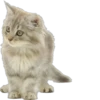 Cutie Cats @SbornikStickers 11
