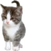 Cutie Cats @SbornikStickers 12