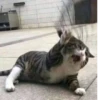 Cats ,,, @MoodPacks 24