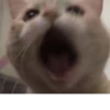 Catscatscats :: @fStikBot 8