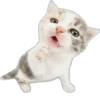 Cutie Cats @SbornikStickers 13