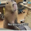 ‣ Capybara :🪨: @jichulan ♡‌ 19