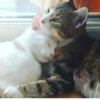Cats ,,, @MoodPacks 25