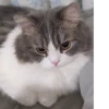 Коты от @sherst_memes 22