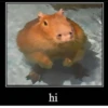 ‣ Capybara :🪨: @jichulan ♡‌ 20