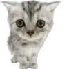 Cutie Cats @SbornikStickers 14