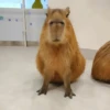 ‣ Capybara :🪨: @jichulan ♡‌ 22