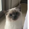 Коты от @sherst_memes 23