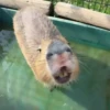 ‣ Capybara :🪨: @jichulan ♡‌ 23