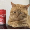 Cats ,,, @MoodPacks 26