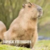 ‣ Capybara :🪨: @jichulan ♡‌ 24