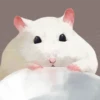 Cute Hamster 1 25
