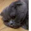 Коты от @sherst_memes 25