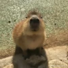 ‣ Capybara :🪨: @jichulan ♡‌ 25