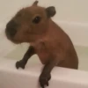 ‣ Capybara :🪨: @jichulan ♡‌ 26