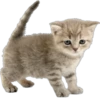 Cutie Cats @SbornikStickers 18