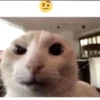 Catscatscats :: @fStikBot 9