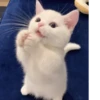 Коты от @sherst_memes 26