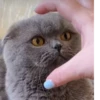 Коты от @sherst_memes 27