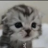 Catscatscats :: @fStikBot 10