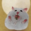 Cute Hamster 1 29
