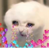 Cats ,,, @MoodPacks 27
