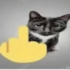 Catscatscats :: @fStikBot 11