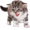 Cutie Cats @SbornikStickers 19