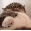 Cats ,,, @MoodPacks 28