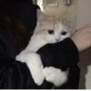 Cats ,,, @MoodPacks 29