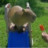 ‣ Capybara :🪨: @jichulan ♡‌ 28