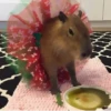 ‣ Capybara :🪨: @jichulan ♡‌ 29