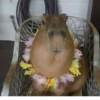 ‣ Capybara :🪨: @jichulan ♡‌ 30