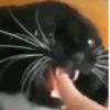 Коты от @sherst_memes 29