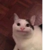 cats^3 5