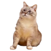 cats cats cats! 5
