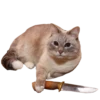 cats cats cats! 6