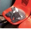 cats^3 7