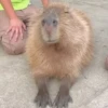 Капибары by @tiktok4memes 5