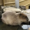 Капибары by @tiktok4memes 6