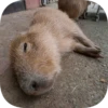 Капибарность @Capybaraness 5