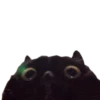 cats cats cats! 7