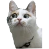 cats cats cats! 8