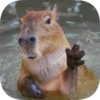 Капибарность @Capybaraness 6