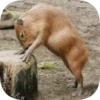 Капибарность @Capybaraness 7