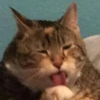 cats^3 11