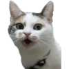 cats cats cats! 9