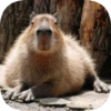 Капибарность @Capybaraness 9