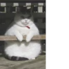 cats^3 12