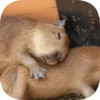 Капибарность @Capybaraness 10